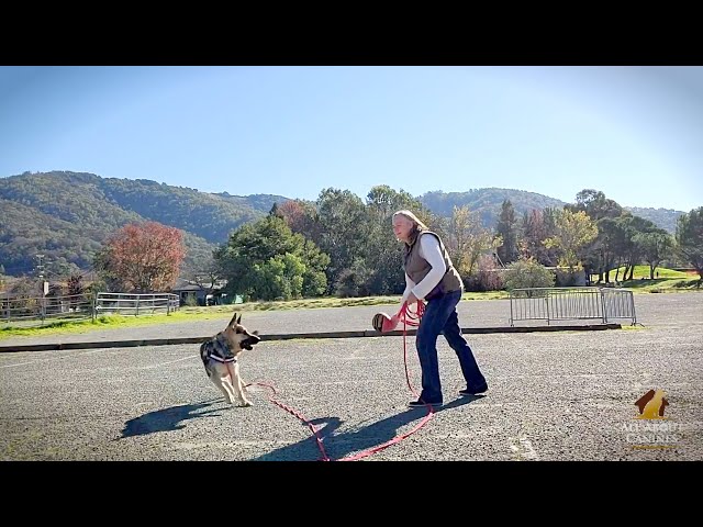 Meet Penny Locke, Positive Reinforcement Dog Training for your dog in Sonoma & Marin Counties