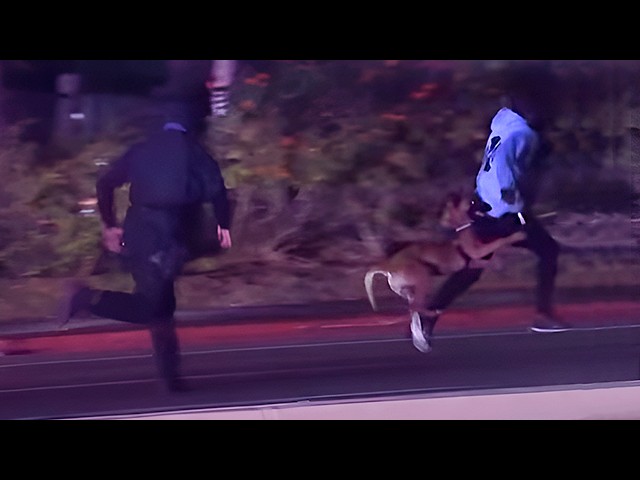 Nunca Huyas de un Perro Policía…