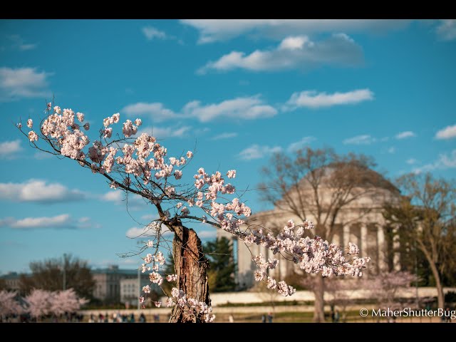 In VR the lonely Cherry Blossom tree