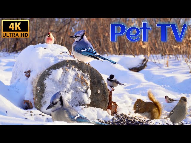 Winter Critters Up-Close | TV for Cats and Dogs (and Nature-Lovers, Too!) | Nature Sounds