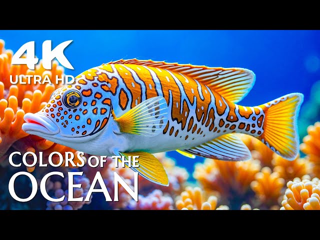 Sapphire Seas 4K (Ultra HD) 🐟 Tranquil Coral Gardens - Relaxing Melodies for Sleep