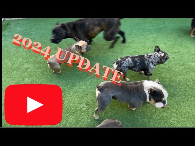 2024 Kennel Update! Cane Corso scuffle!