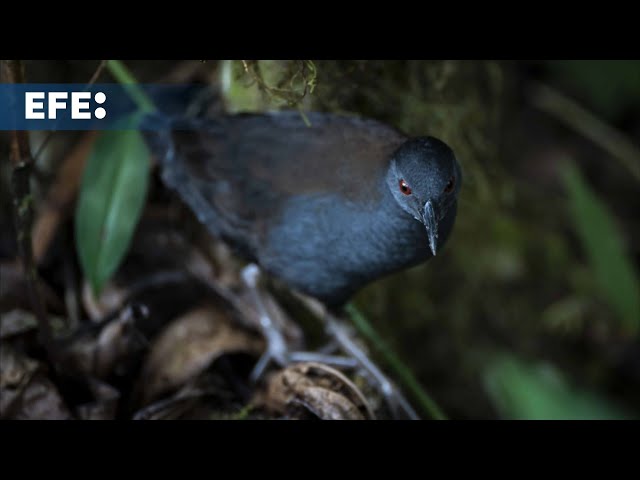 Científicos hallan una ave que se creía extinta hace casi dos siglos en una isla de las Galápagos