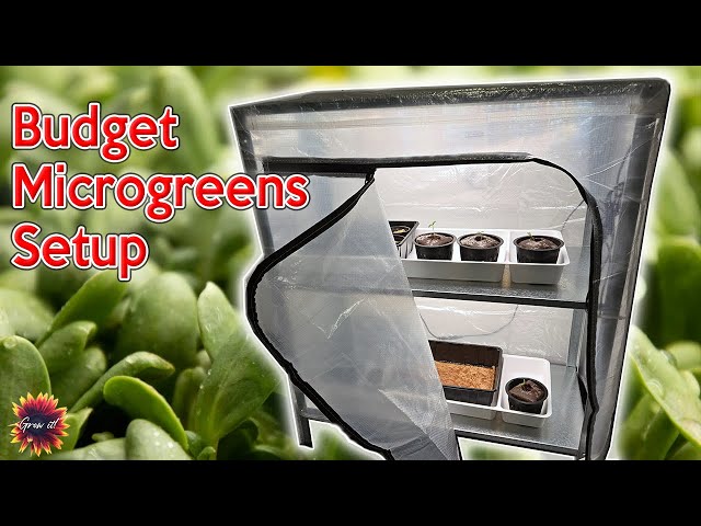 Easy DIY Microgreens Growing Unit On A Budget - How To Grow Microgreens At Home