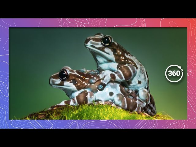 Fornicating Frogs: The Incredible Milk Frog Breeding Ritual Caught on Camera