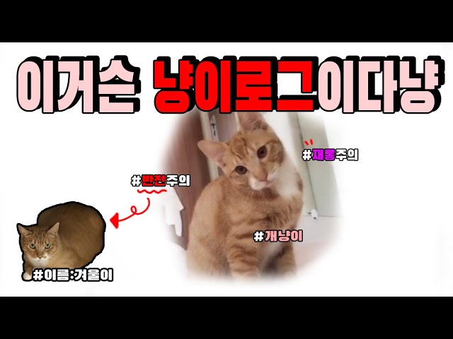 [힐링영상] 이거슨 냥이로그다냥 #재롱주의 #반전주의 # 개냥이