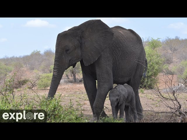 Africam Tembe Elephant Park powered by EXPLORE.org