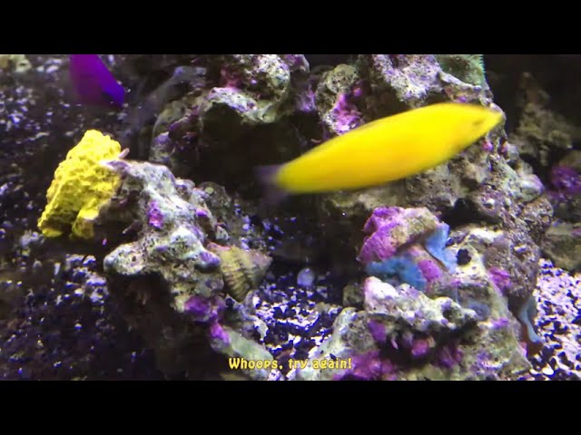 Yellow Wrasse Going to Sleep in Red Sea Reefer Peninsula 650 Aquarium