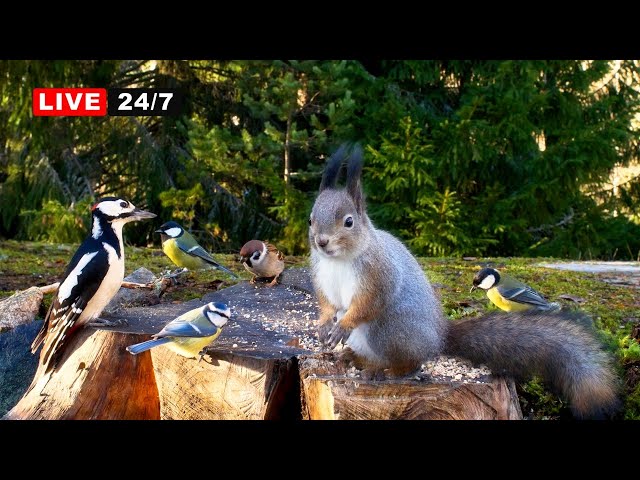 🔴24/7 LIVE CAT TV NO ADS😺 Forest Birds and Red Squirrels and The Lucky Stump ;)