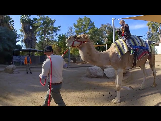 Riding a Camel in 3D VR