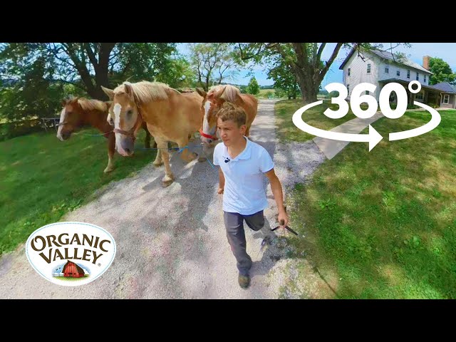 Amish Homestead Tour  | 360° Video VR | Organic Valley