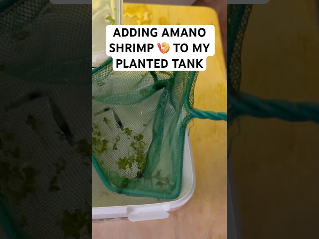 Adding young amano shrimp to my planted tank