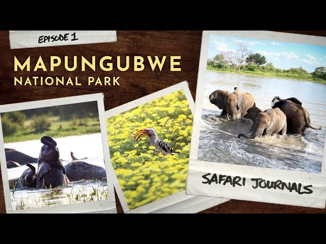 Safari Journals: Mapungubwe National Park (Summer)