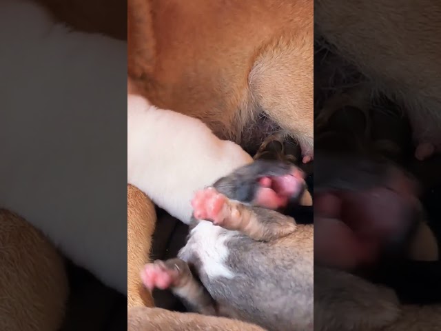 Puppy Drama: Barking, Crying, and Fighting for Mom's Milk! #puppies #dog #shorts