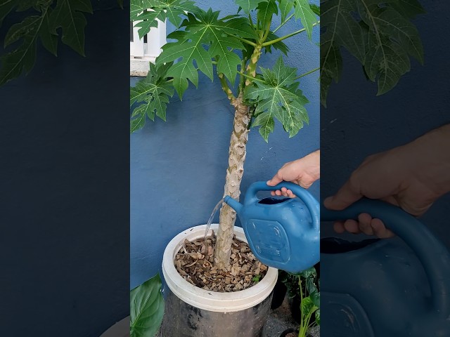 Faça Isso e Seu Mamoeiro vai Produzir Muito Mamão no Vaso