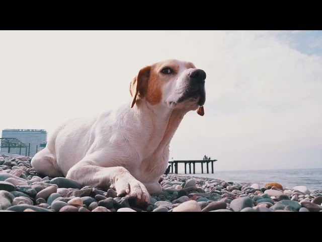 Calm Moments for Your Dog – Gentle Sounds & Scenic Views | Tv For Dogs