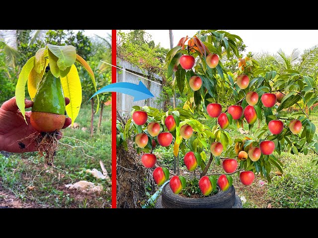 How to​ Grafting Apple with Mango to get the most fruit