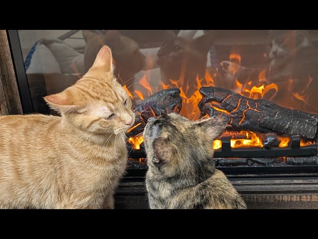 Relaxing Fireplace and Cats #quiet #calm #asmr #ambiance