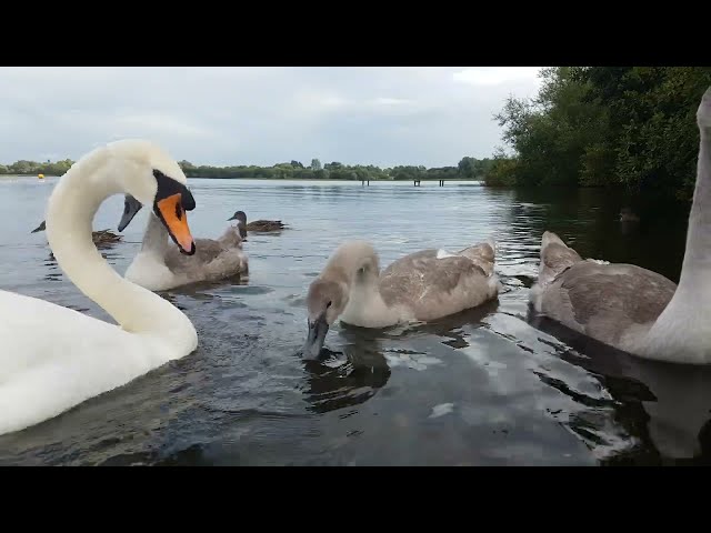 🇮🇪🦢 MUTE SWAN FAMILY🦢CYGNETS😍MALLARD DUCKS🦆KINNEGO BAY IRELAND🇮🇪LIKE👍subscribe🙏FULL video site😇Relax