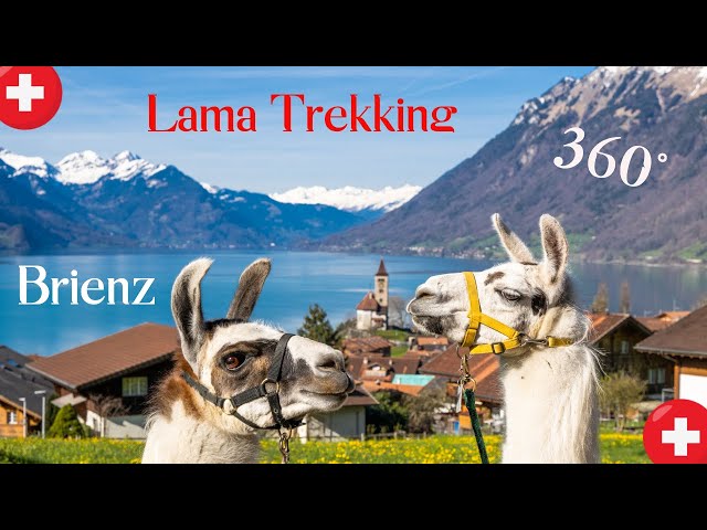 360 Degrees Of Llama Fun: Things To Do In Brienz Switzerland