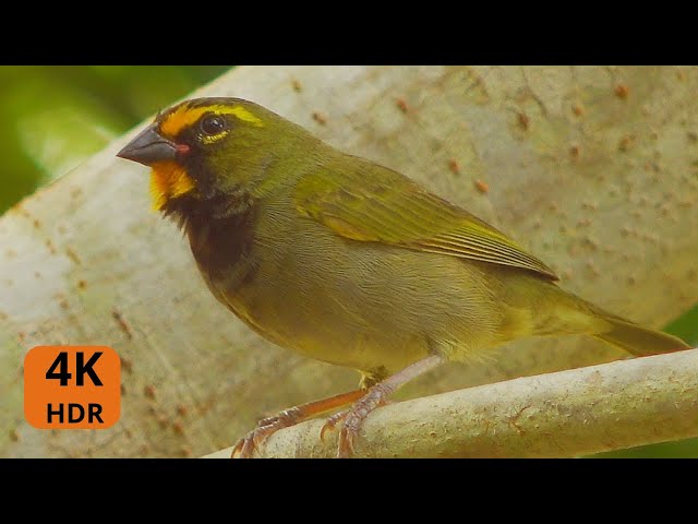 Cuban Bird Yellow-Faced Grassquit Song and Cry / Adventure Birds Nature 4K