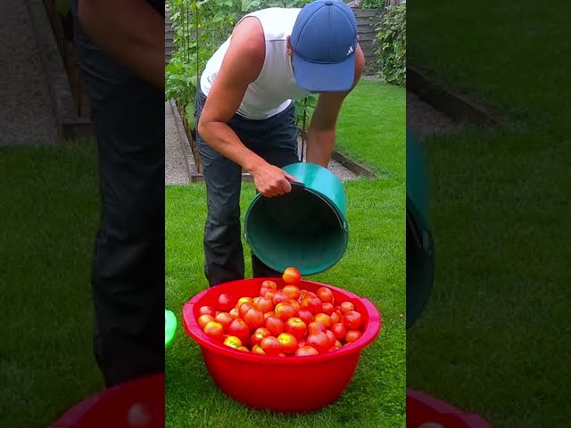 23 kg of tomatoes per m² #gardeneralex