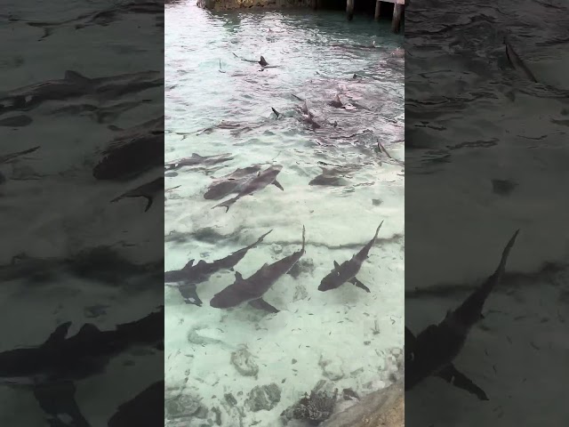 Shark Feeding Ellaidhoo Resort Maldives #maldives #ellaidhoo EllaidhooResort #reefshark