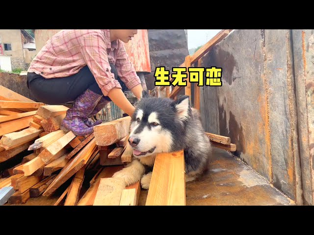 Dawang jump up the car and refused to get off, bad Dawang! 丨Apenjie with Dawang