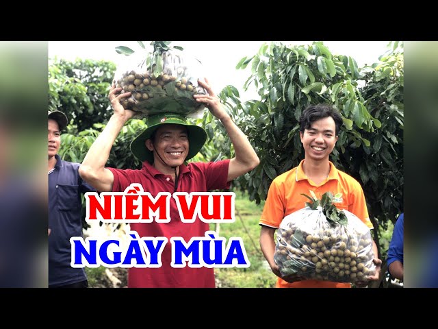 NIỀM VUI NGÀY MÙA - Cây nhãn Ido (Edor) mang lại niềm vui khi Trúng Mùa - Trúng Giá tại Cần Thơ