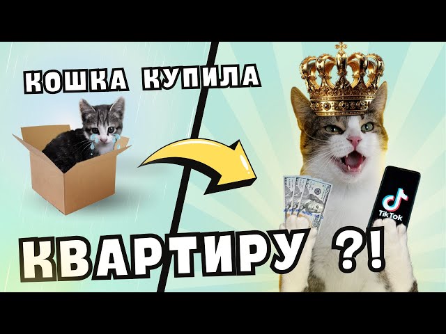 Кошка Мята: как мы стали блогерами?😍🐾