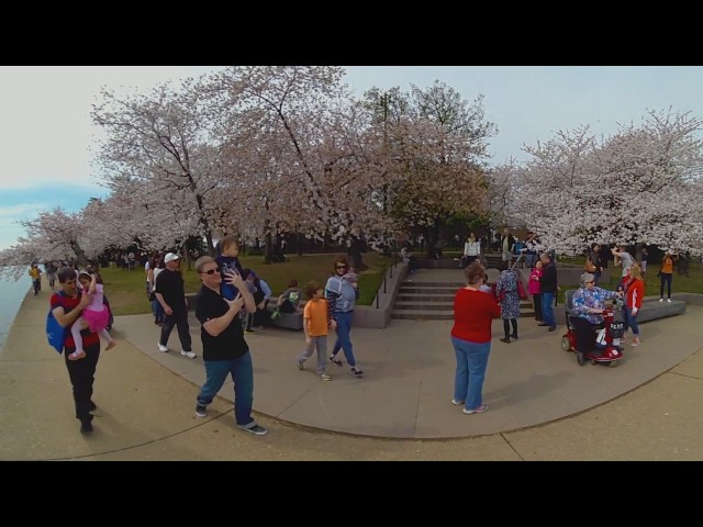 Cherry Blossoms DC 2017 - 360 Degree