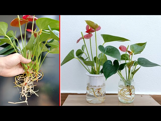 Techniques growing aquatic plant red sail flowers in glass vases, office decoration