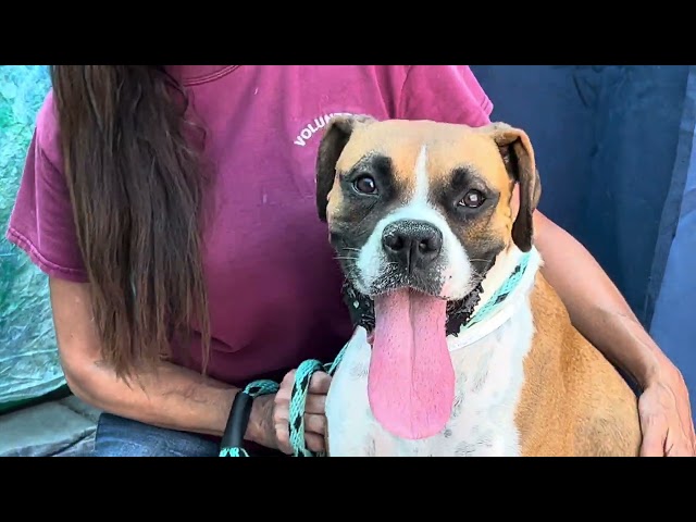 NEW AND URGENT! A5562742 Daisy | Boxer