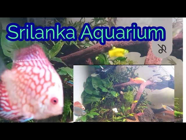 srilanka aquarium #trending #srilanka #aquarium #fish #vlog #video #google #2025