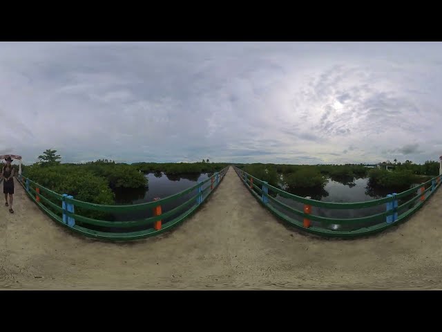 Siargao,  Mangrove Boardwalk part 2