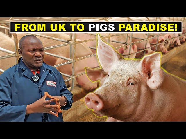 He Left the UK to Become a PIG FARMER in Nigeria?