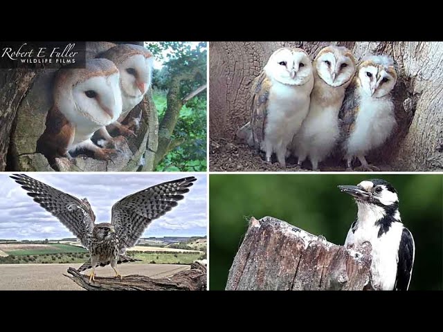 🔴  LIVE Barn Owls, Stoats, Kestrels & Tawny Owls | From Fotherdale, Yorkshire, UK