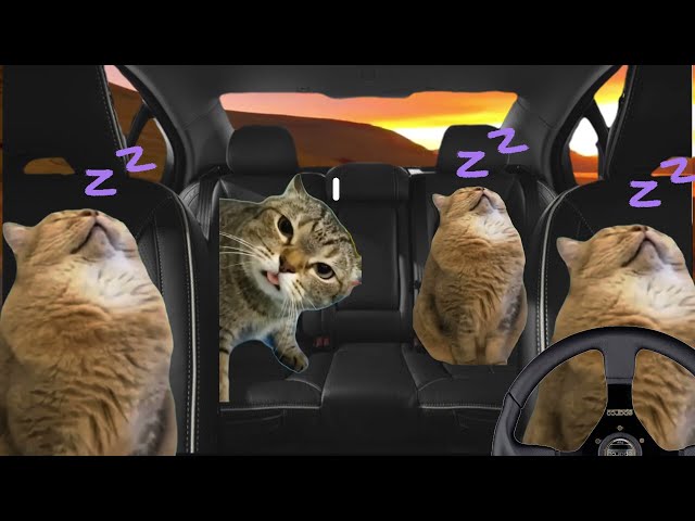 CAT FAMILY ROADTRIP TO THE BEACH