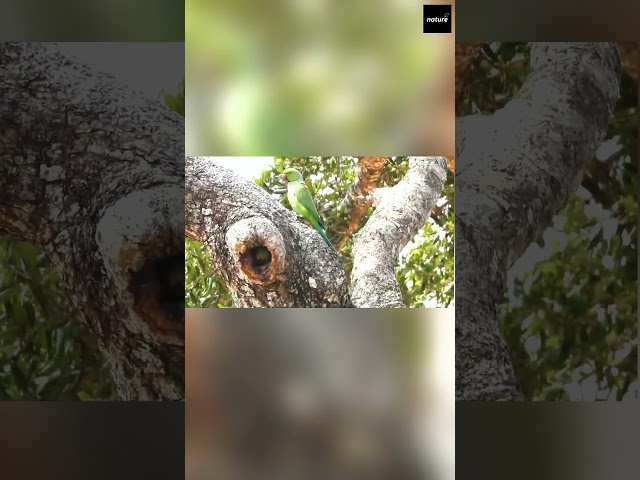 Parrot's Nest In a Tree Trunk | Wild Life: Realm of the Birds