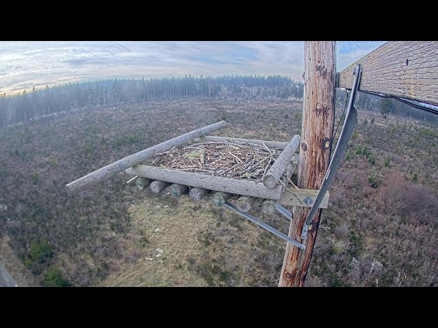 Mason PUD3 Osprey Cam02