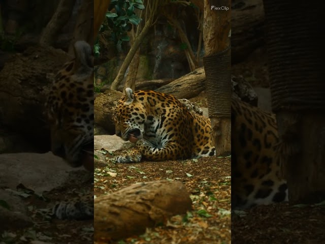 The Jaguar #wildlife #amazing #animals #shortvideos #animalpictures #jaguar #cute