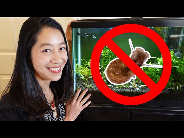 How I Keep My Aquariums 100% SNAIL-FREE with NO Chemicals