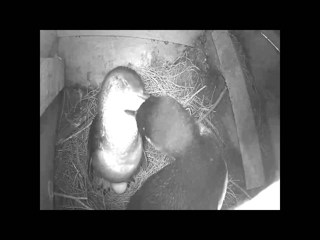 Phillip Island Nature Parks burrow cam - Penguins with egg