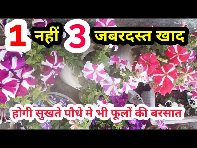 1 नहीं 3 घरेलु जबरदस्त खाद होगी सुखते पौध मे भी फूलों की बरसात |winter flowering plants fertilizer