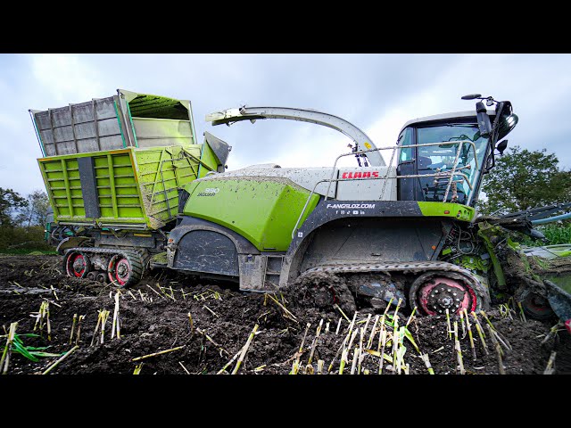 EXTREME MUD SILAGE ! 😱 CLAAS Jaguar 990TT UNIQUE IN THE WORLD