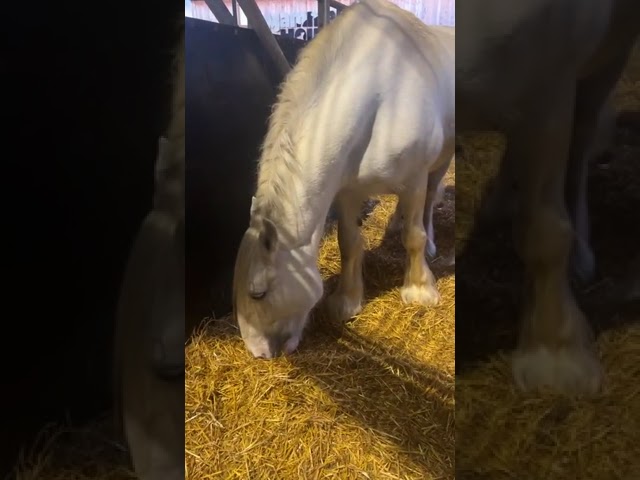 Sapphire the Shire and her newborn foal - filmed live!