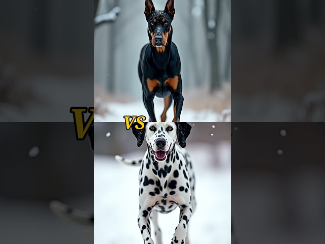 Part-17: Doberman Vs Cane corso, Rootweiler,  Chihuahua, Maltese, american bully#ai#aianimals