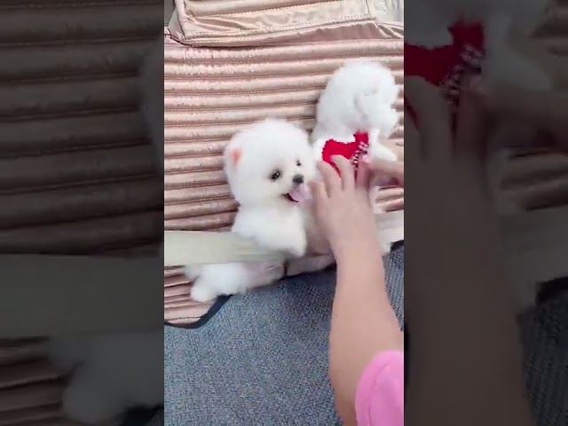 Mini Cute Pomeranian Boo Dogs Funny Tiktok Videos 2022 #pomeranian #puppy #funnyanimals #shorts