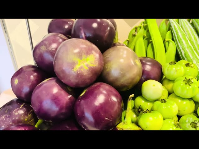 Eggplant / Aubergine / Binjal / Baigan | Royalty free stock video - No copyright background clips 4K