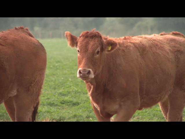 Limousin Cows 1  VIdevo